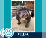 Veda 091926 - Female American Pit Bull Terrier-Unknown Mix Dog for Adoption - Small photo