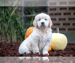 Puppy Fable English Cream Golden Retriever