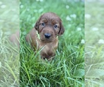 Small #4 Irish Setter