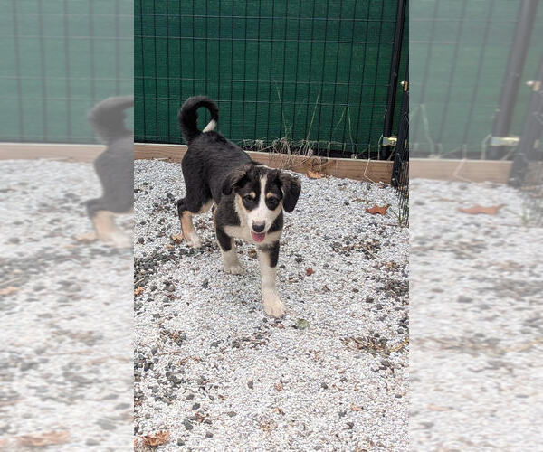 Medium Photo #4 Australian Shepherd Puppy For Sale in Brewster, NY, USA