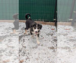 Small #3 Australian Shepherd