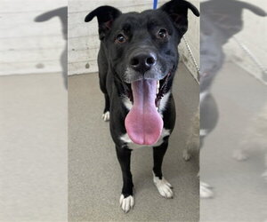 Mutt Dogs for adoption in San Bernardino, CA, USA