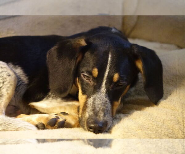 Medium Photo #3 Beagle-Unknown Mix Puppy For Sale in Doylestown, PA, USA