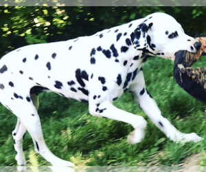 Mother of the Dalmatian puppies born on 12/20/2020