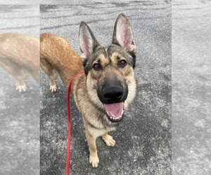 German Shepherd Dog Dogs for adoption in Brewster, NY, USA