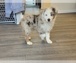 Small Photo #3 Miniature Australian Shepherd Puppy For Sale in PARAGON, IN, USA