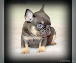 Small Photo #5 French Bulldog Puppy For Sale in WINNSBORO, TX, USA