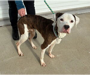 Mutt Dogs for adoption in Louisville, KY, USA