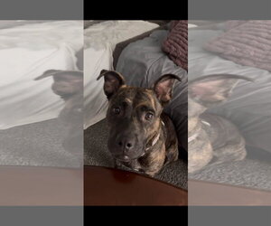 Joecee - Female American Pit Bull Terrier-Unknown Mix Dog for Adoption - Photo #2