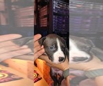 Puppy Puppy 2 American Staffordshire Terrier