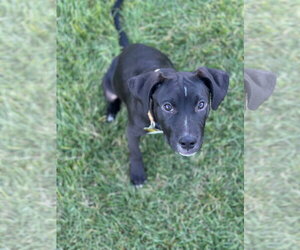Tally - Female Labrador Retriever-Unknown Mix Dog for Adoption - Photo #3