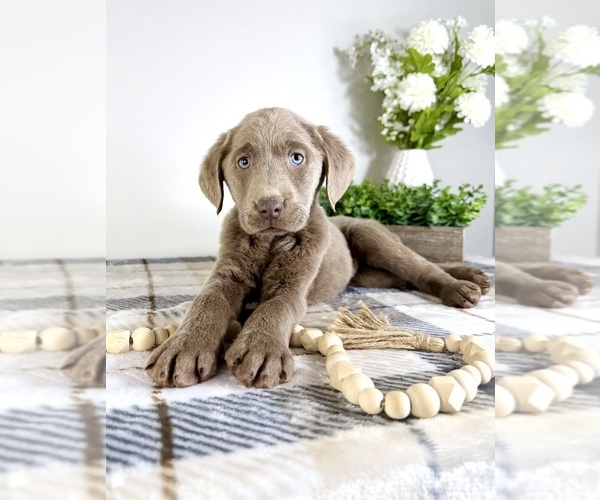 Medium Photo #1 Labrador Retriever Puppy For Sale in GREENFIELD, IN, USA