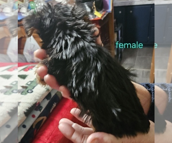 Medium Photo #10 Yorkshire Terrier Puppy For Sale in CONKLIN, NY, USA