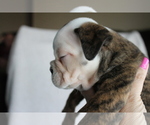 Small Photo #2 English Bulldog Puppy For Sale in FORT GIBSON, OK, USA
