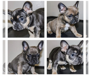French Bulldog Puppy for sale in BAKERSFIELD, CA, USA
