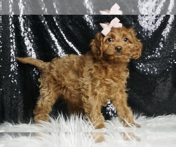 Medium Photo #65 Cavapoo Puppy For Sale in WARSAW, IN, USA