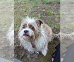 Small #2 Petit Basset Griffon Vendeen Mix