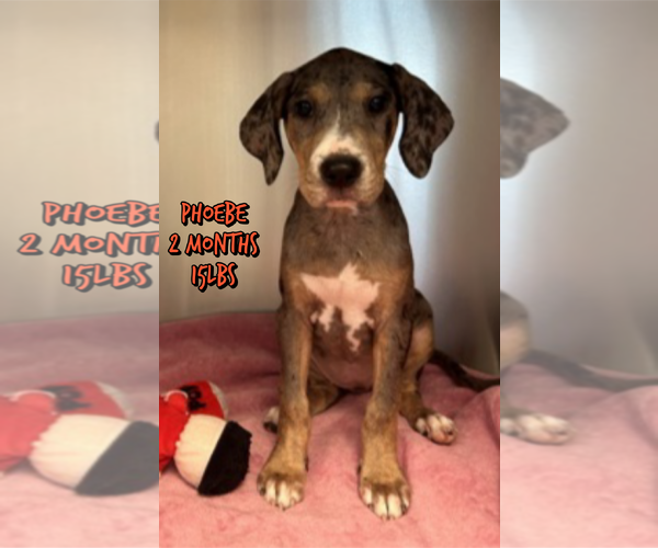 Medium Photo #1 Mutt Puppy For Sale in Woodbury, NY, USA