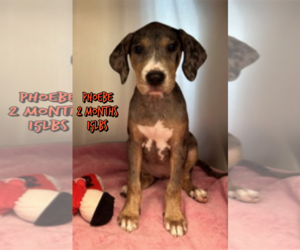 Mutt Dogs for adoption in Woodbury, NY, USA