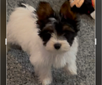 Small Yorkshire Terrier