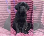 Small #4 Cane Corso