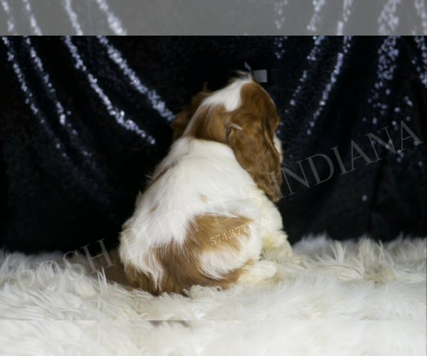 Medium Photo #7 Cocker Spaniel Puppy For Sale in WARSAW, IN, USA