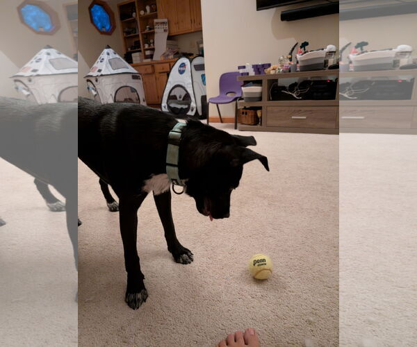 Medium Photo #2 Borador Puppy For Sale in Plainfield, IL, USA