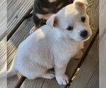 Small Photo #3 Labrador Retriever-Unknown Mix Puppy For Sale in Alexander, AR, USA