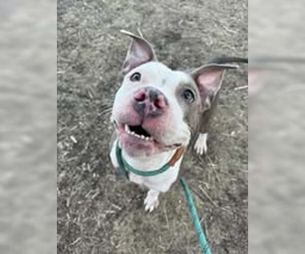 Medium Photo #5 American Pit Bull Terrier-Unknown Mix Puppy For Sale in Crete, IL, USA