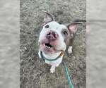 Small #4 American Pit Bull Terrier Mix