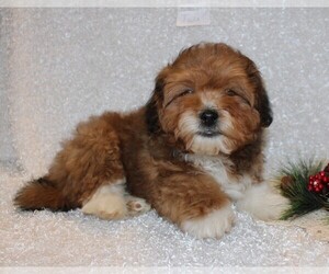 Shih-Poo Puppy for sale in STANLEY, WI, USA