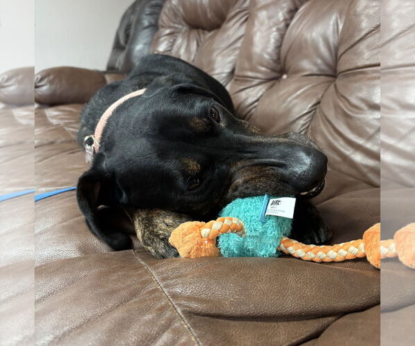 Medium Photo #11 Mutt Puppy For Sale in Fargo, ND, USA