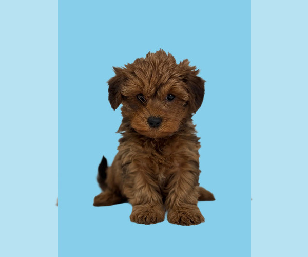 Medium Photo #5 Yorkipoo Puppy For Sale in RICHMOND, IL, USA