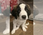 Small Saint Bernard Mix