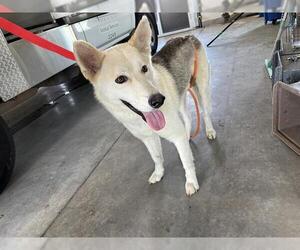 Siberian Husky-Unknown Mix Dogs for adoption in Grand Prairie, TX, USA