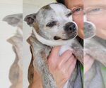 Small Boston Terrier