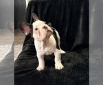 Small #3 French Bulldog