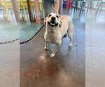 Small Labrador Retriever