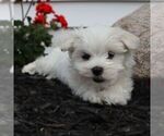 Small #2 Maltese