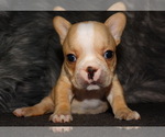 Small Photo #6 French Bulldog Puppy For Sale in VERONA, MO, USA