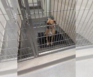 Boxer Dogs for adoption in Upland, CA, USA