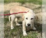 Small #1 Great Pyrenees Mix