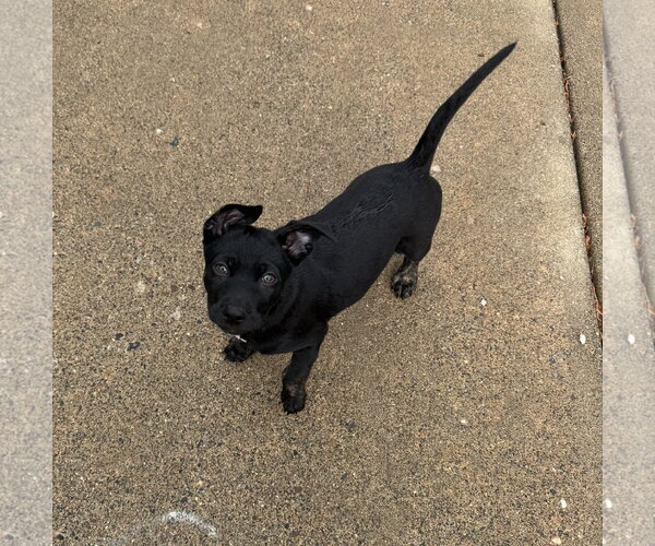 Medium Photo #4 Mutt Puppy For Sale in Brooklyn Center, MN, USA