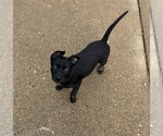 Small #3 Mutt