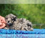 Small #8 Poodle (Toy)