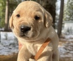 Puppy Puppy 7 Labrador Retriever