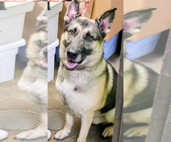 Medium Photo #1 German Shepherd Dog-Unknown Mix Puppy For Sale in North Myrtle Beach, SC, USA