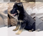 Small #48 German Shepherd Dog