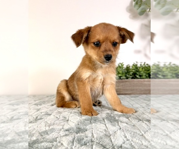 Medium Photo #16 Chi-Corgi Puppy For Sale in GREENFIELD, IN, USA