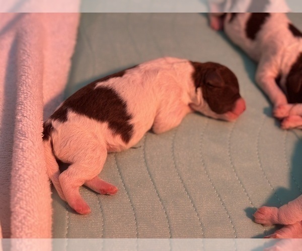 Medium Photo #2 Lagotto Romagnolo Puppy For Sale in CLOVERDALE, OR, USA